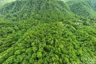 3739 Pickens Hwy, Rosman, NC 28772 - Photo 48