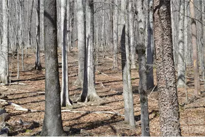 00 Shadow Creek Lane, Columbus, NC 28722 - Photo 16