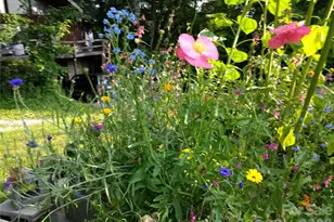 429 Biodome Dr, Waynesville, NC 28785 - Photo 38