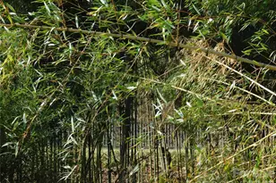 102 Jeff St, Hendersonville, NC 28739 - Photo 6