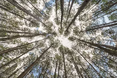 000 Horace Price Road, Pageland, SC 29728 - Photo 4