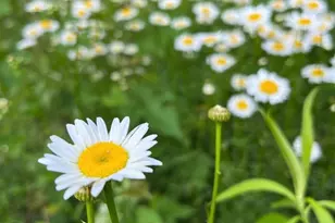 65 Owenby Rd, Candler, NC 28715 - Photo 16