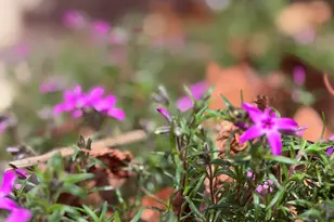 510 SE Stonecroft Ct SE, Lenoir, NC 28645 - Photo 46