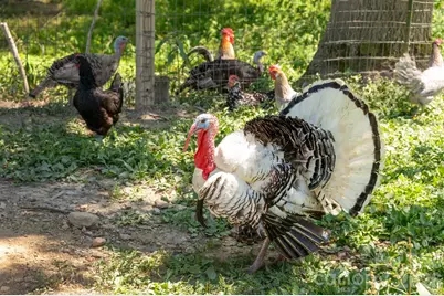 16 School House Road, Mills River, NC 28759 - Photo 46