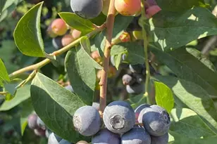 4951 Burns Rd, Granite Falls, NC 28630 - Photo 34