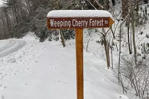14 Weeping Cherry Forest Rd, Fairview, NC 28730 - Photo 32