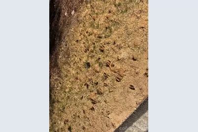 12.68 Acre 99 Road, Blair, SC 29015 - Photo 40