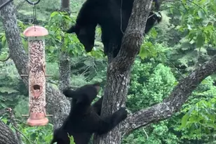 221 Toxaway Fls Dr, Lake Toxaway, NC 28747 - Photo 6