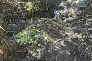 12 Chigger Ridge Rd, Sylva, NC 28779 - Photo 4