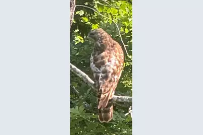 46 Carden Drive #10, Weaverville, NC 28787 - Photo 44