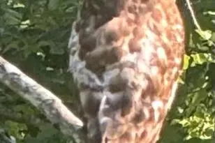 46 Carden Dr, Weaverville, NC 28787 - Photo 46