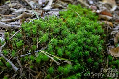 Tbd Rock Face Road #L299, Brevard, NC 28712 - Photo 8