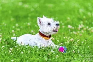 11013 Rococo Ln, Charlotte, NC 28214 - Photo 18