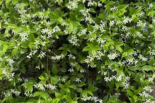 2008 Kings Rd, Shelby, NC 28150 - Photo 34