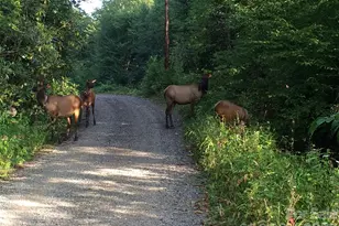 399 Bent Tree Rd, Maggie Valley, NC 28751 - Photo 38