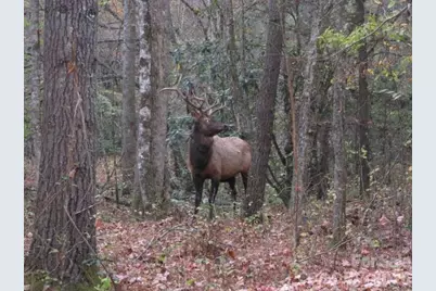 399 Bent Tree Road, Maggie Valley, NC 28751 - Photo 40