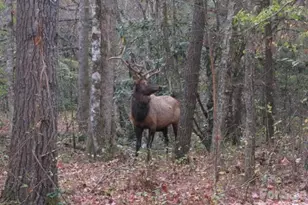 399 Bent Tree Rd, Maggie Valley, NC 28751 - Photo 40