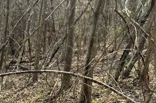 1820 Grapevine Rd, Marshall, NC 28753 - Photo 32