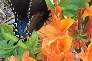 33 Robinson Creek Rd, Asheville, NC 28803 - Photo 32