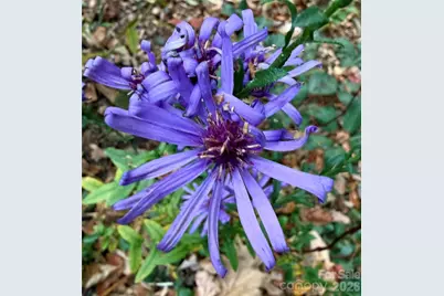 33 Robinson Creek Road, Asheville, NC 28803 - Photo 38