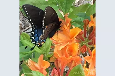 33 Robinson Creek Road, Asheville, NC 28803 - Photo 36