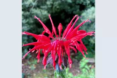 33 Robinson Creek Road, Asheville, NC 28803 - Photo 34