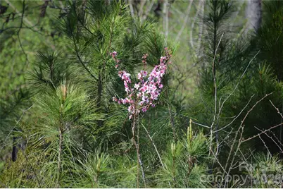 00 Bobby Faucette Road #3, Jonesville, SC 29353 - Photo 14