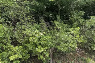 00 Winterstar Loop, Burnsville, NC 28714 - Photo 4