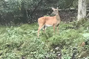 00 Winterstar Loop, Burnsville, NC 28714 - Photo 8