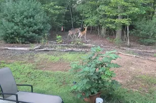 160 Winsome Forest Dr, Nebo, NC 28761 - Photo 44