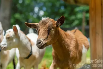 123 Deer Hill Lane, Weaverville, NC 28787 - Photo 38