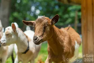 123 Deer Hl Ln, Weaverville, NC 28787 - Photo 38