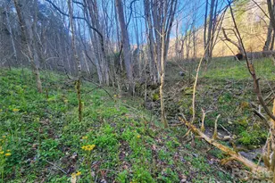 1025 Chandler Cove Rd, Marshall, NC 28753 - Photo 40