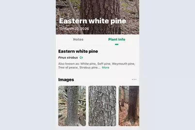 Tbd Red Bird Road, Spruce Pine, NC 28777 - Photo 18