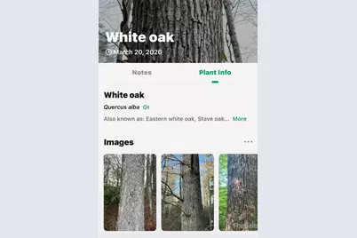 Tbd Red Bird Road, Spruce Pine, NC 28777 - Photo 16