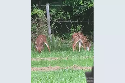 308 Frog Hollow Road, Rutherfordton, NC 28139 - Photo 26