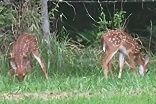 308 Frog Hollow Rd, Rutherfordton, NC 28139 - Photo 26