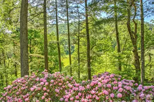 200 Robinhood Rd, Asheville, NC 28804 - Photo 4