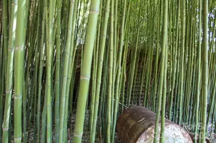 1293 Lake Logan Rd, Canton, NC 28716 - Photo 18