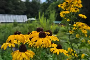 437 Onteora Blvd, Asheville, NC 28803 - Photo 30