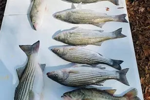 275 S Waters Edge Dr, Winnsboro, SC 29180 - Photo 26