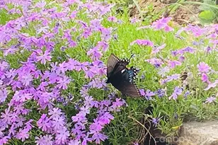 1022 Coweeta Gap Rd, Otto, NC 28763 - Photo 36