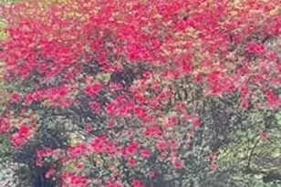 41 Balsam Shadows Dr, Maggie Valley, NC 28751 - Photo 40