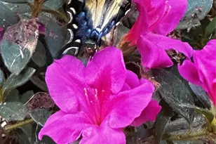 5006 Warbler Wy, Lake Wylie, SC 29710 - Photo 40