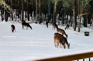 334 Arbra Mountain Wy, Bostic, NC 28018 - Photo 24