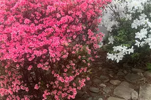 141 Deerlake Dr, Asheville, NC 28803 - Photo 4