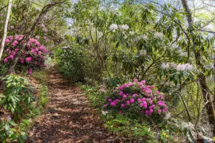 12 Bird Creek Estates Rd, Black Mountain, NC 28711 - Photo 36