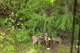 879 Ivy Trail Way, Fort Mill, SC 29715 - Photo 38