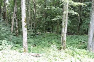 103 Chucks Ln, Bakersville, NC 28705 - Photo 42