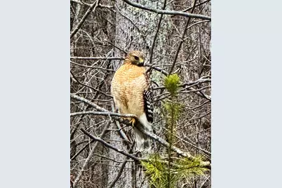 31 Cozy Cottage Way, Arden, NC 28704 - Photo 34